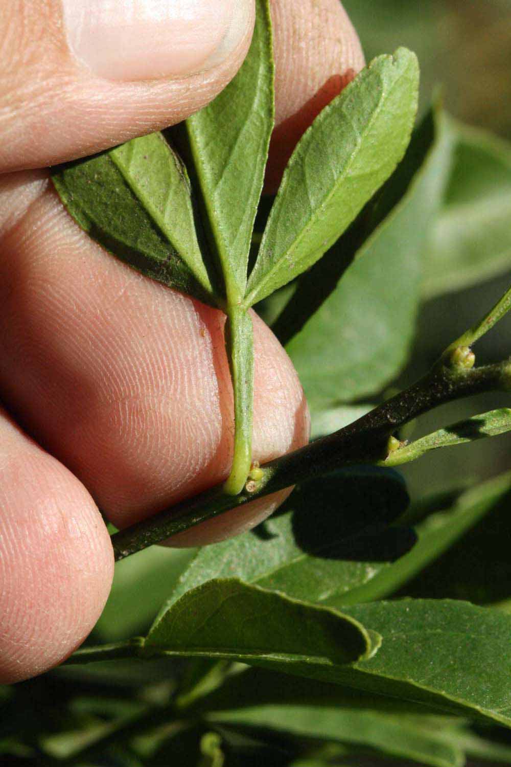              Petiole (Riverside, CA)       